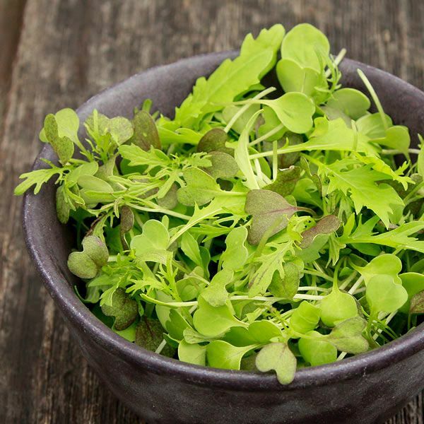 Spicy Salad Mix Seeds MicroGreens Arugula Cabbage Kale Kohlrabi Broccoli Mustard