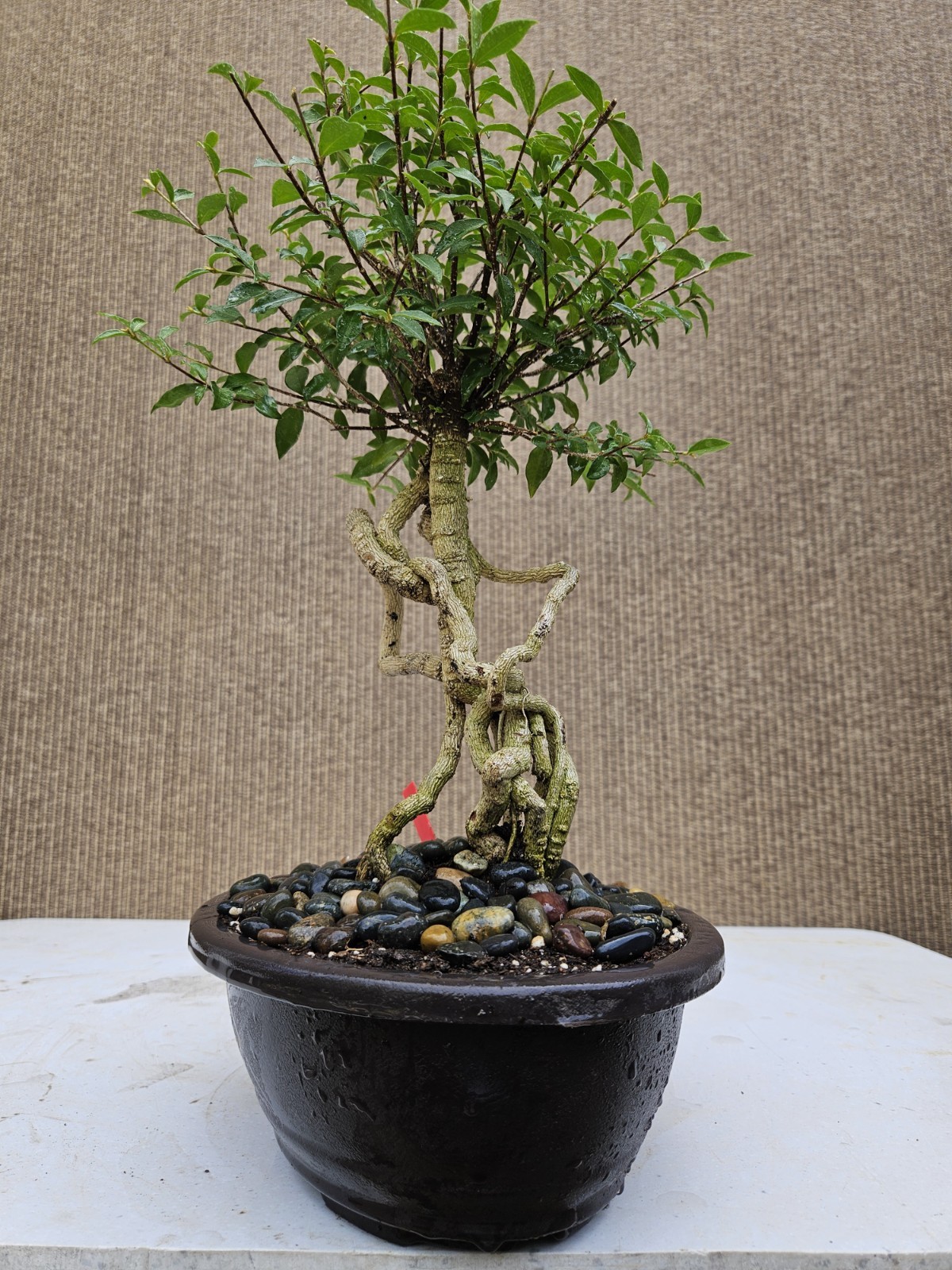 Old Barbados Cherry ( Malpighia Glabra-Hồng ngọc mai ) Bonsai Tree,,,sale