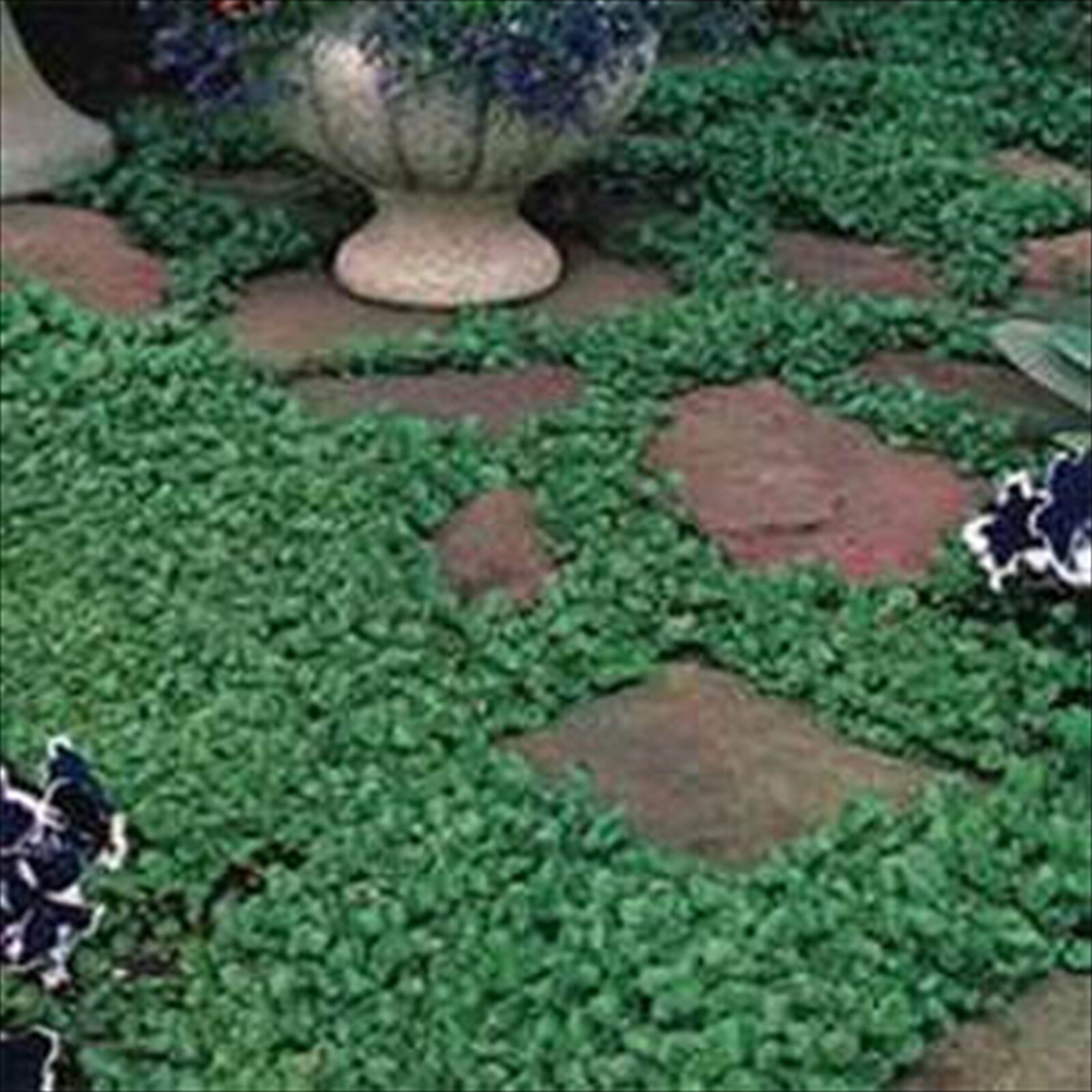 1000 Dichondra Repens – 1000 Seeds -Ground Cover – No Mowing! – Perennial.