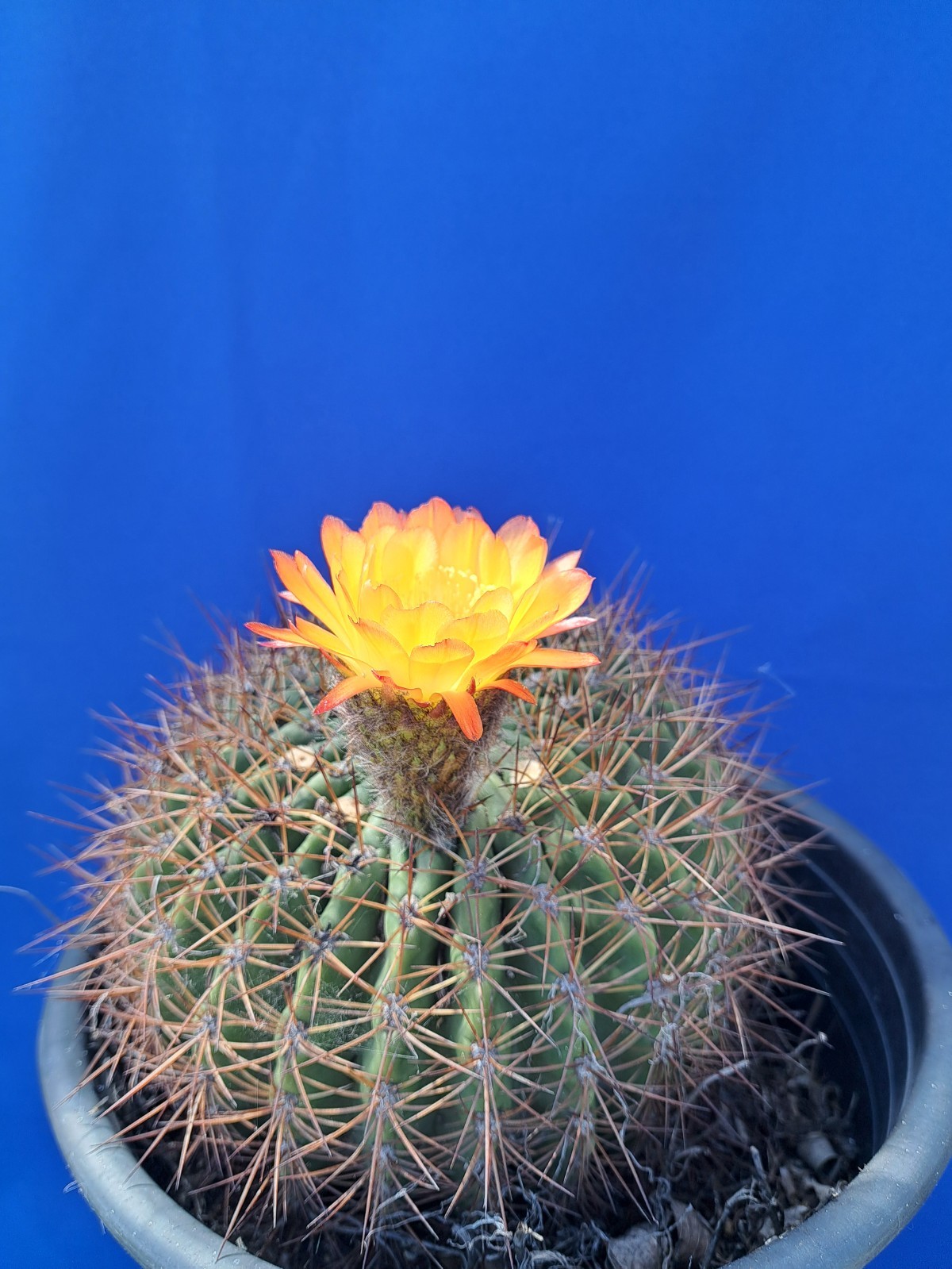 Soehrensia Formosa Giant Echinopsis Cactus Plant Yellow-Orange Flowers