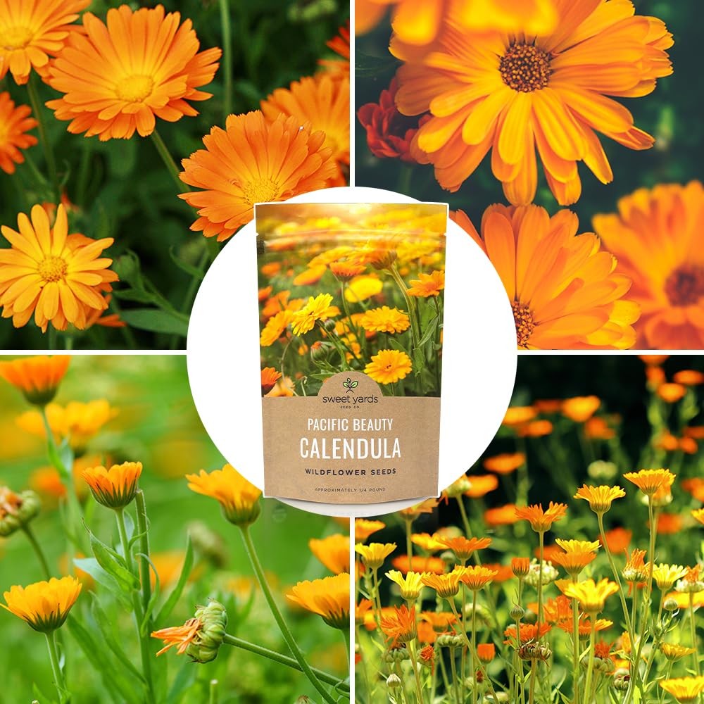 Calendula ‘Pacific Beauty Mix’ – Bulk Quarter Pound Bag – Over 12000 Open Pol…