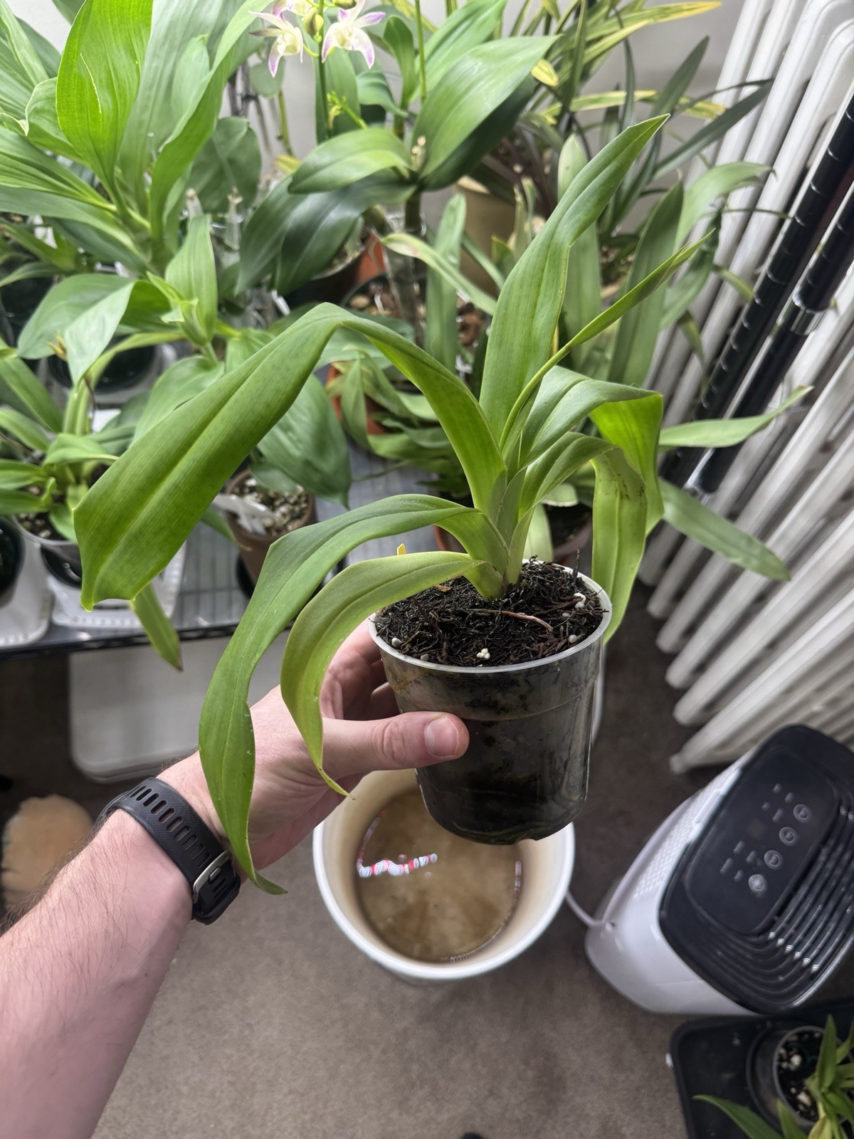 Phragmipedium Kelly Nash In Spike Slipper Orchid