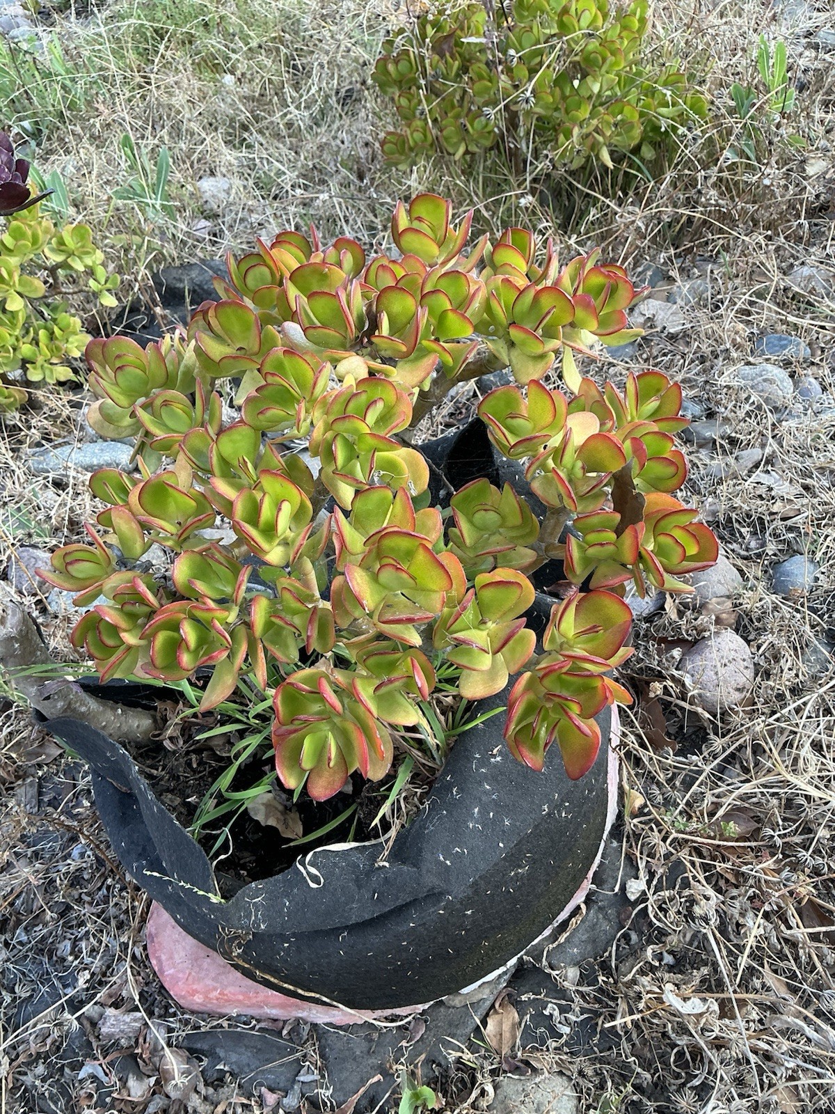 healthy jade plant with roots, Around 13” tall, rooted