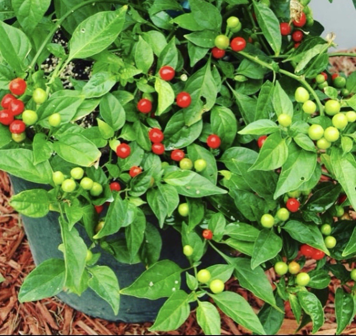Wiri Wiri bird eye chili rare Very Hot pepper seeds 30+ Seeds