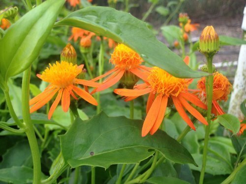 MEXICAN FLAME VINE Tropical Butterfly Plant Unusual Yellow Orange Flower Bloom