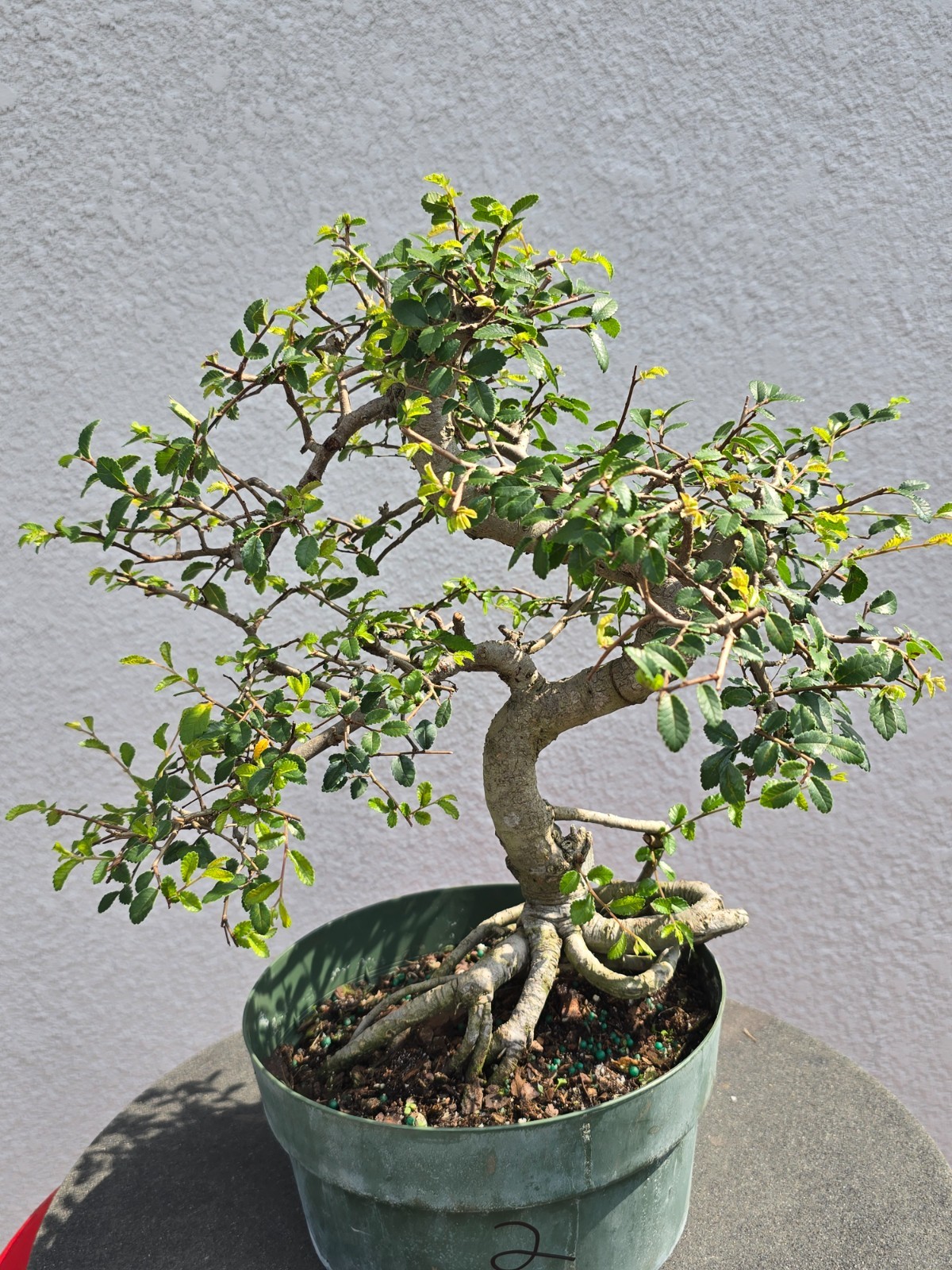 Chinese Elm bonsai large #2