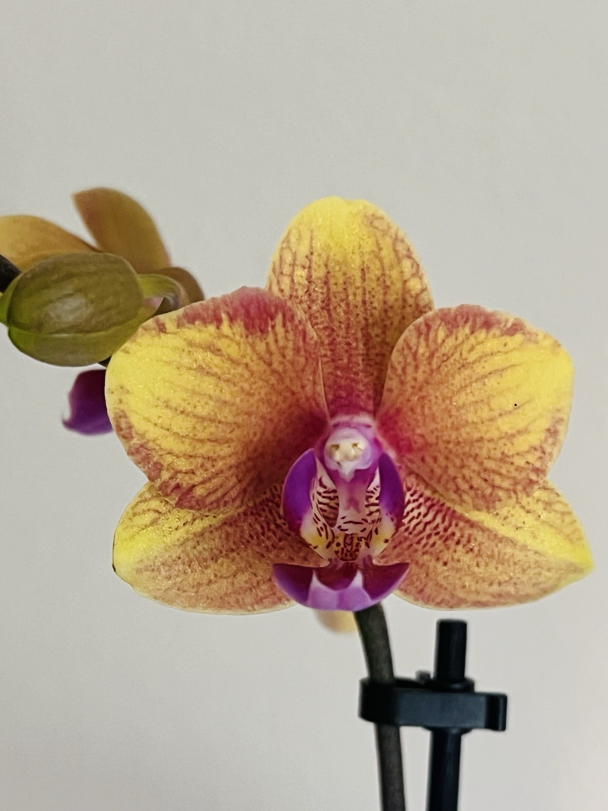 Phalaenopsis Orchid NOID Taiwanese Species Rare Colored Plant