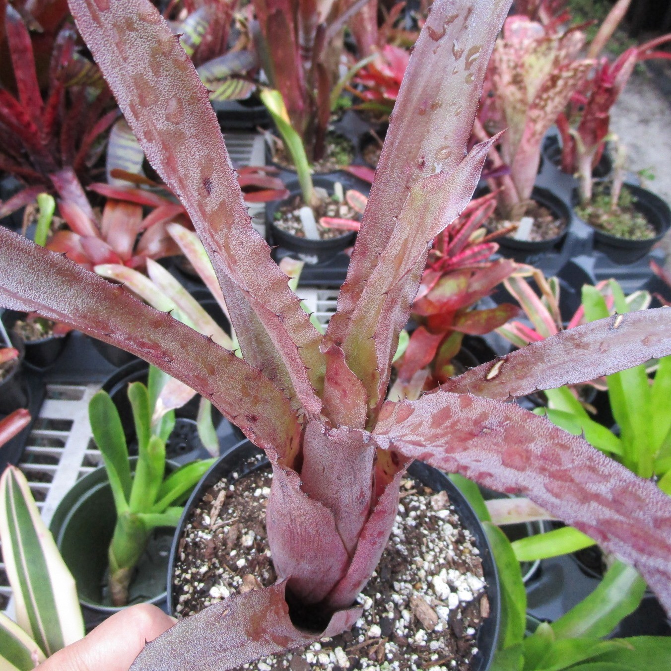 BUY 4 SAVE 15% BROMELIAD Hohenbergia ‘PENNAE X LEMEI Pink Clone’ 2ND for Sale
