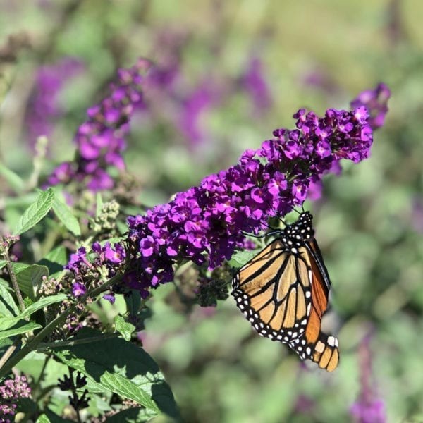 Buddleja Davidii Buzz (Butterfly Bush) Live Plant, Healthy Fully Root