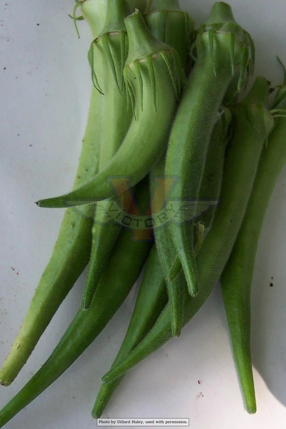 OKRA SEED, EMERALD, HEIRLOOM, NON GMO, 100+ SEEDS, GARDEN OKRA SEED