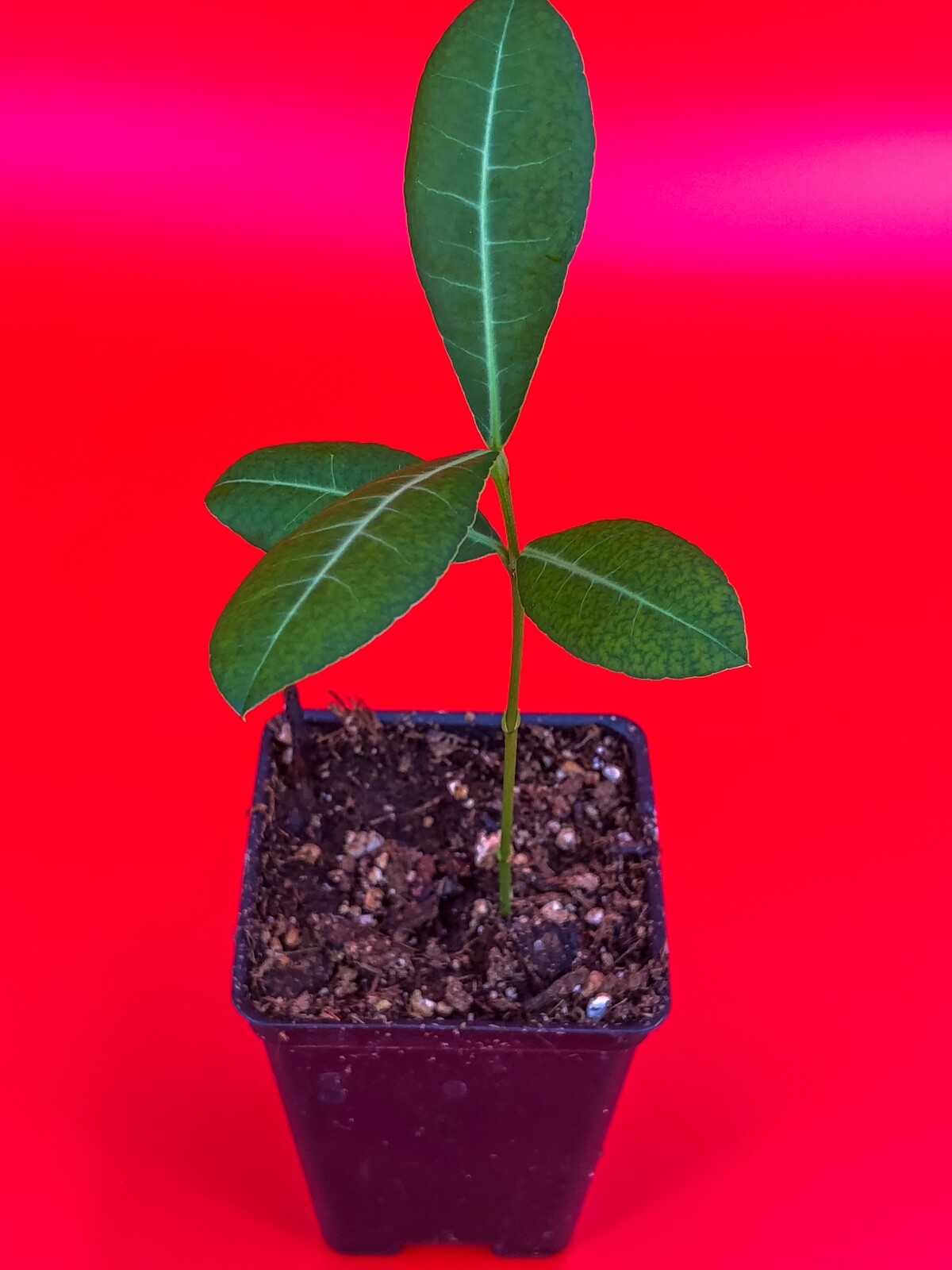 Imbe Garcinia Livingstonei Orange African Mangosteen Tropical Fruit Tree Plant