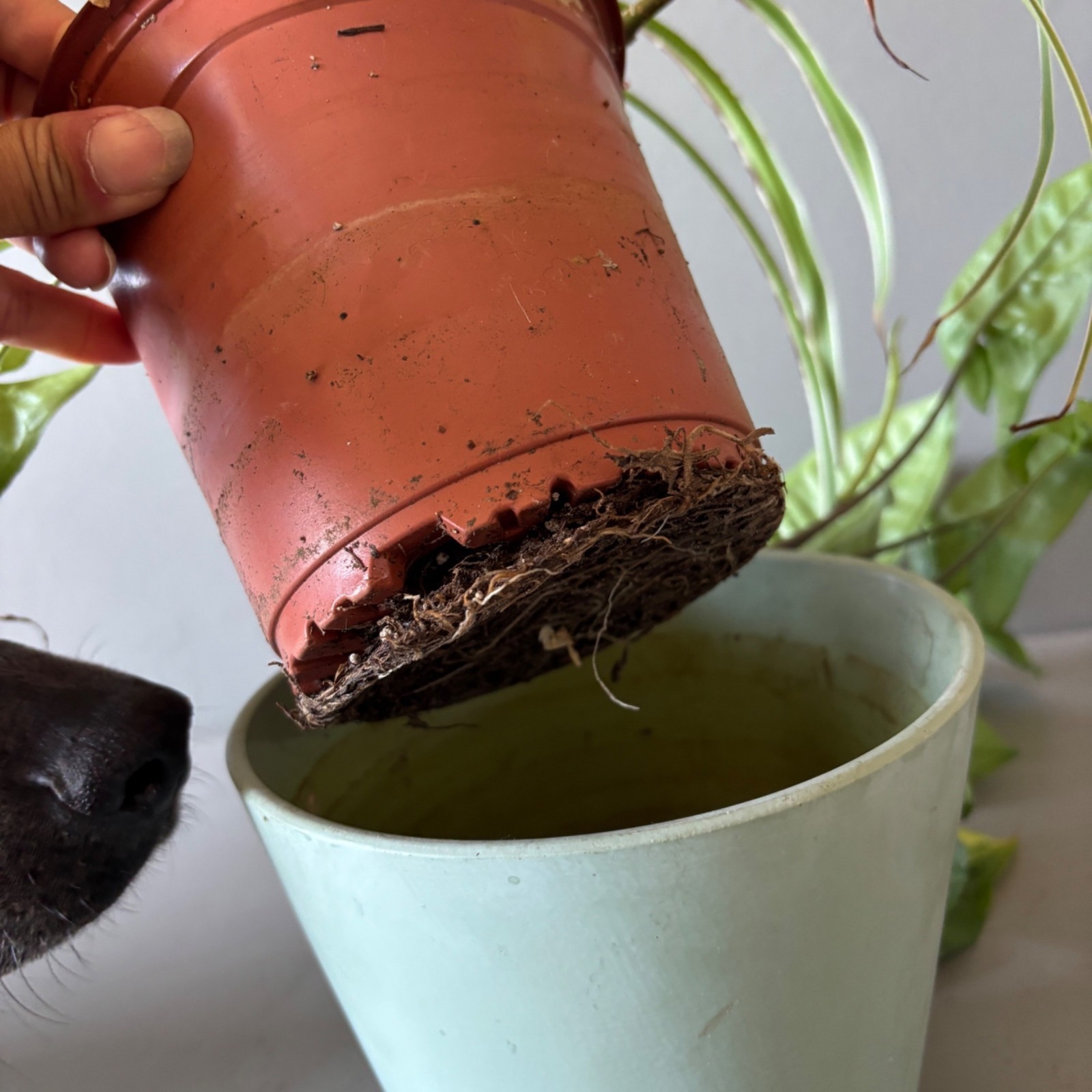 Live Arrowhead Plant & Spider Plant Combo in 6.5″ Ceramic Pot Indoor Houseplant