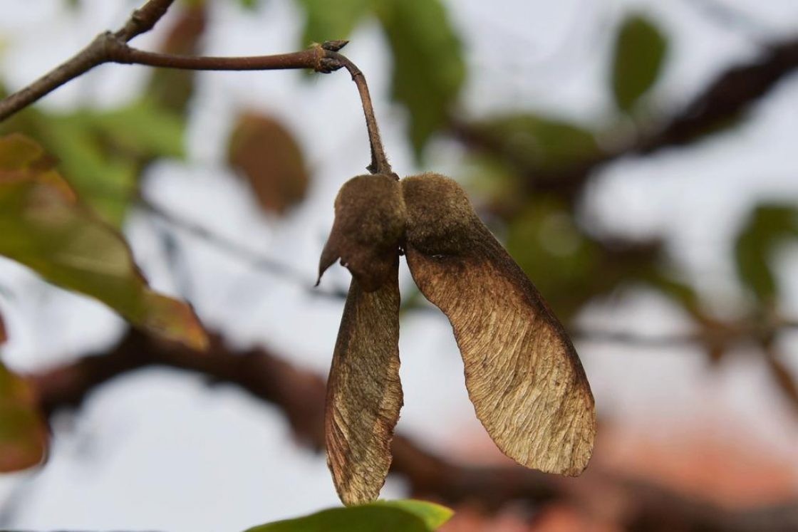 20 Paperbark Maple Seeds (Acer griseum) Rare Ornamental Tree – Stunning Peeling
