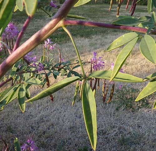 Cleome serrulata | Rocky Mountain Bee Plant | 50 Seeds
