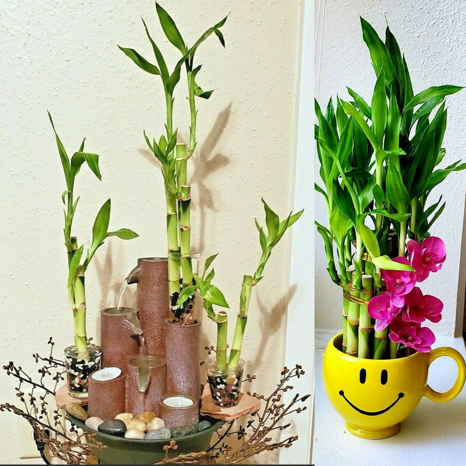 8″ Lucky Bamboo 5 Stalks Plants w/ FREE Plant Food, GIFT, Perennial, Feng Shui