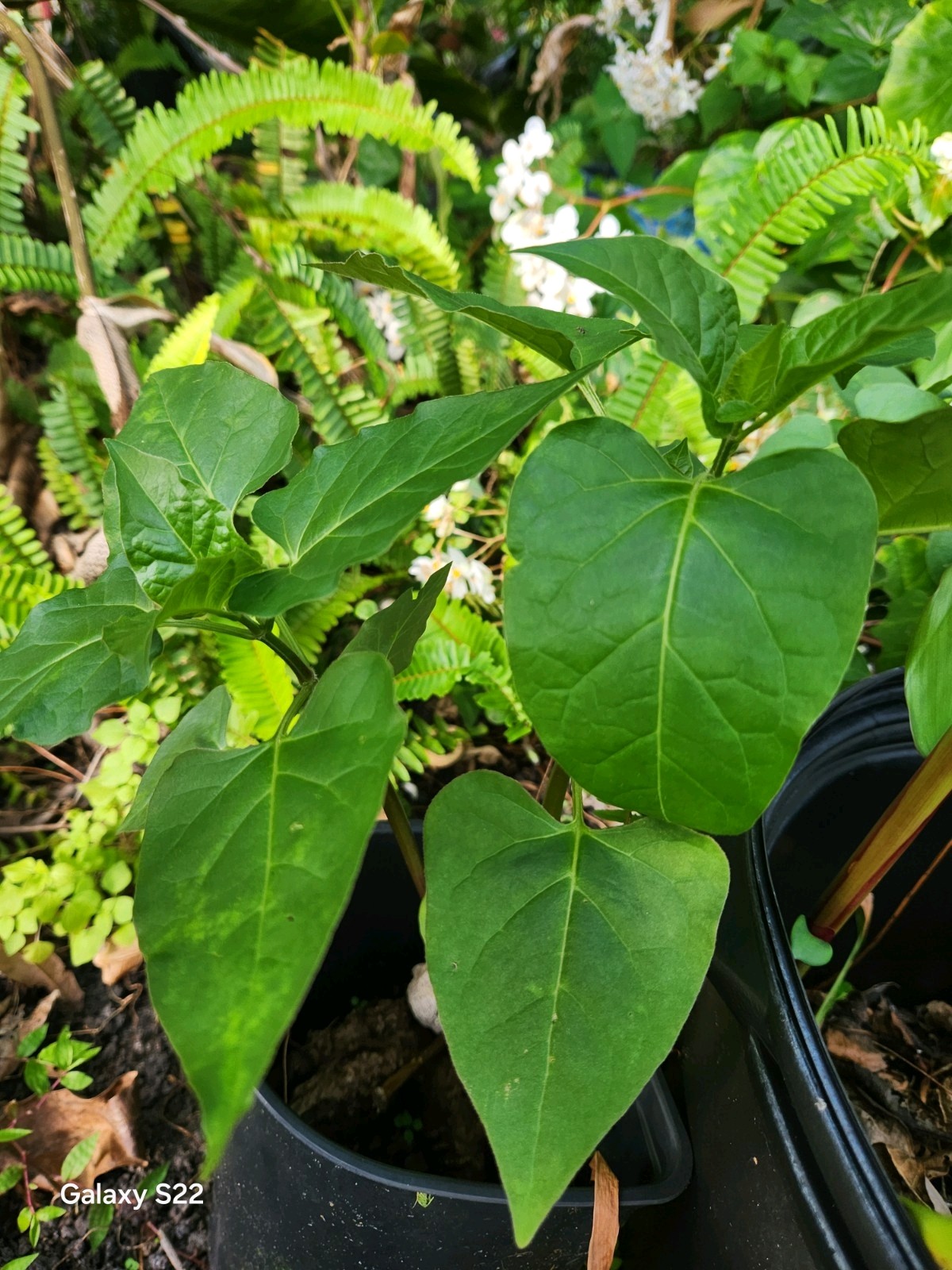 4 O’clock Live Plant, Mirabilis Jalapa Marvel of Peru, perennial!