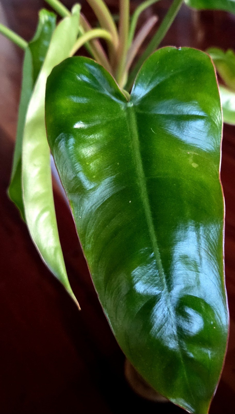 RARE Philodendron Billietae X Sagittafolium Pink Flushed 21″ Wide Not Monstera