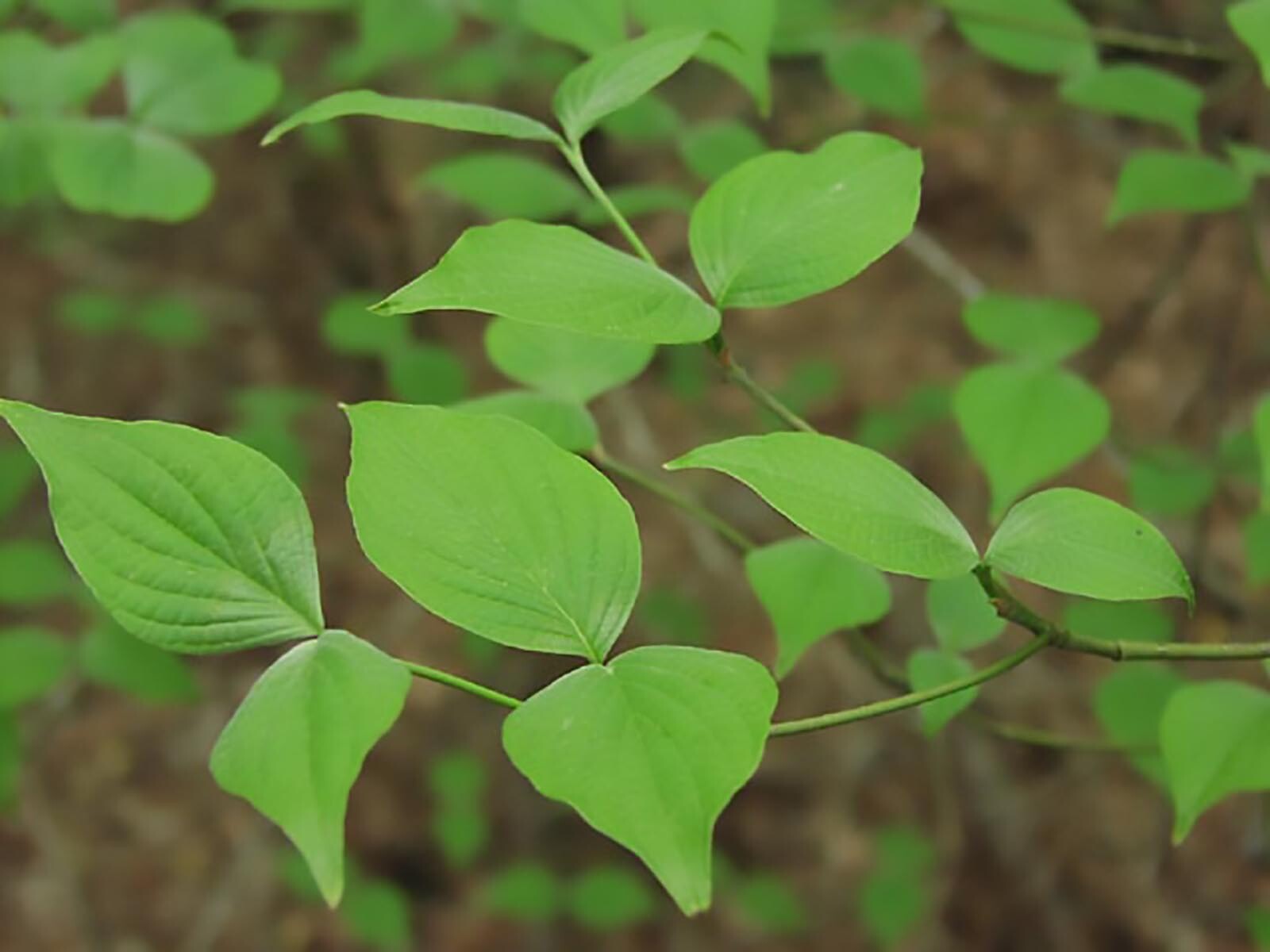 White Flowering Dogwood, Cornus florida, Tree Seeds