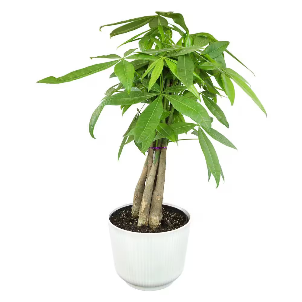 Money Tree Houseplant (Approximately 20 In. Tall) Pet-Friendly Plant Gift in Whi