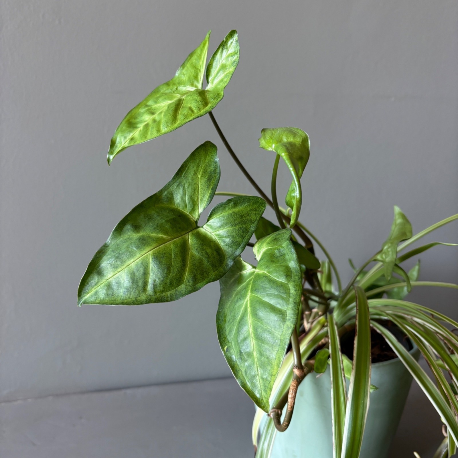 Live Arrowhead Plant & Spider Plant Combo in 6.5″ Ceramic Pot Indoor Houseplant