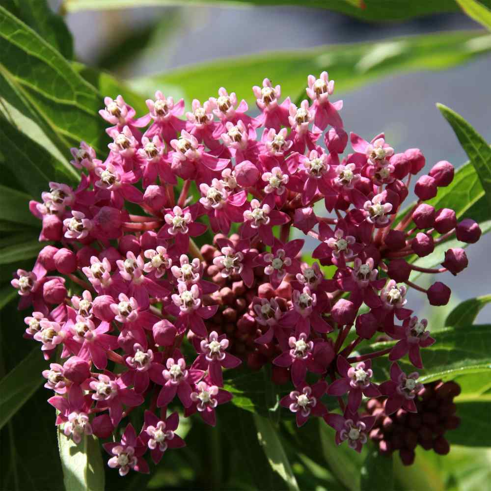 Carmine Rose-Swamp Milkweed 50+ Seeds, Asclepias Incarnata, FOOD FOR BUTTERFLIES