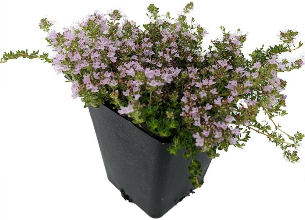 Thyme Elfin Fairy Spicy Fragrance World’s Smallest Outdoor Live Plant 2.5″ Pot