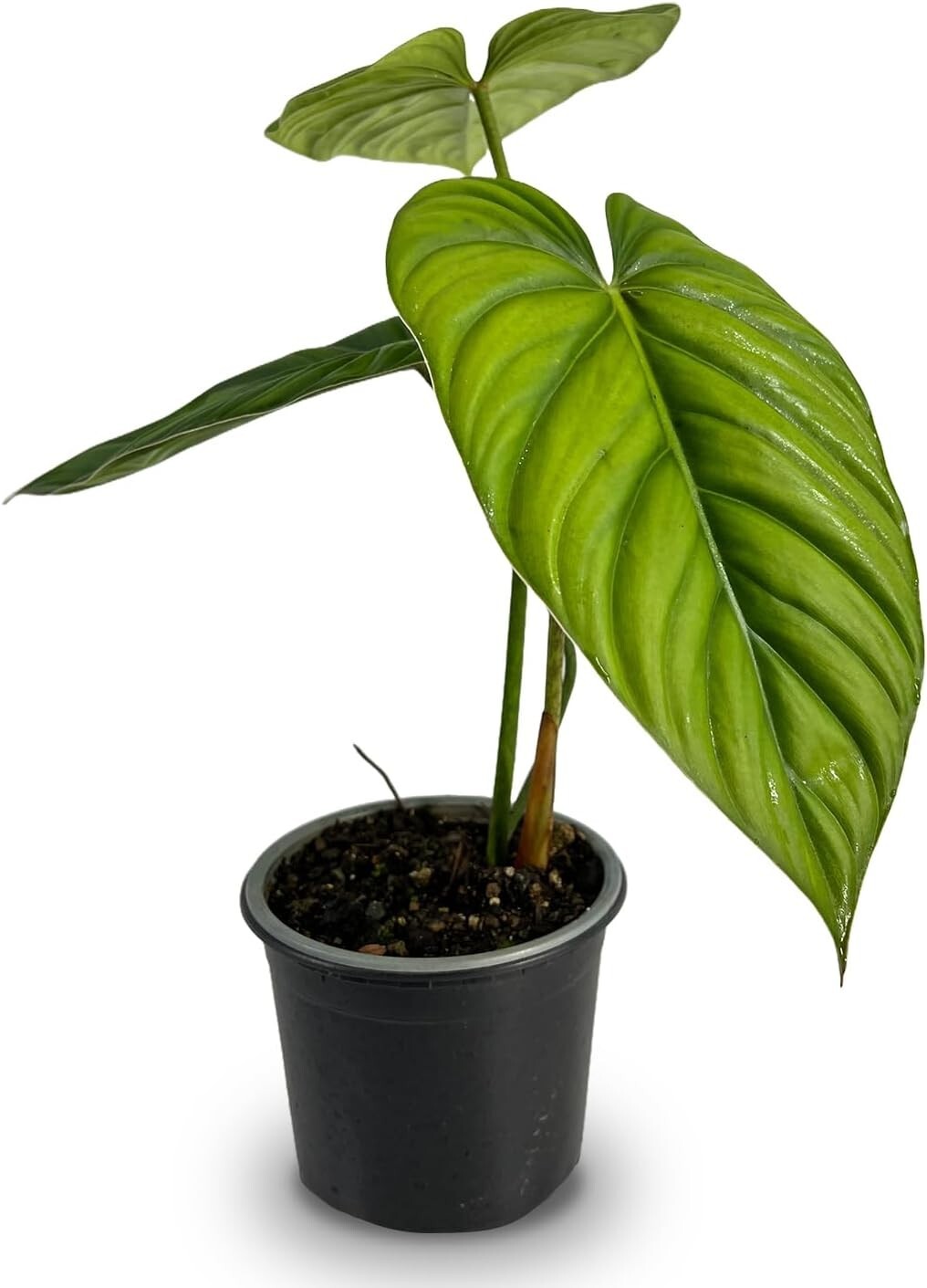 Philodendron SP Colombia by LEAL PLANTS ECUADOR | California Elephant Ear Plant