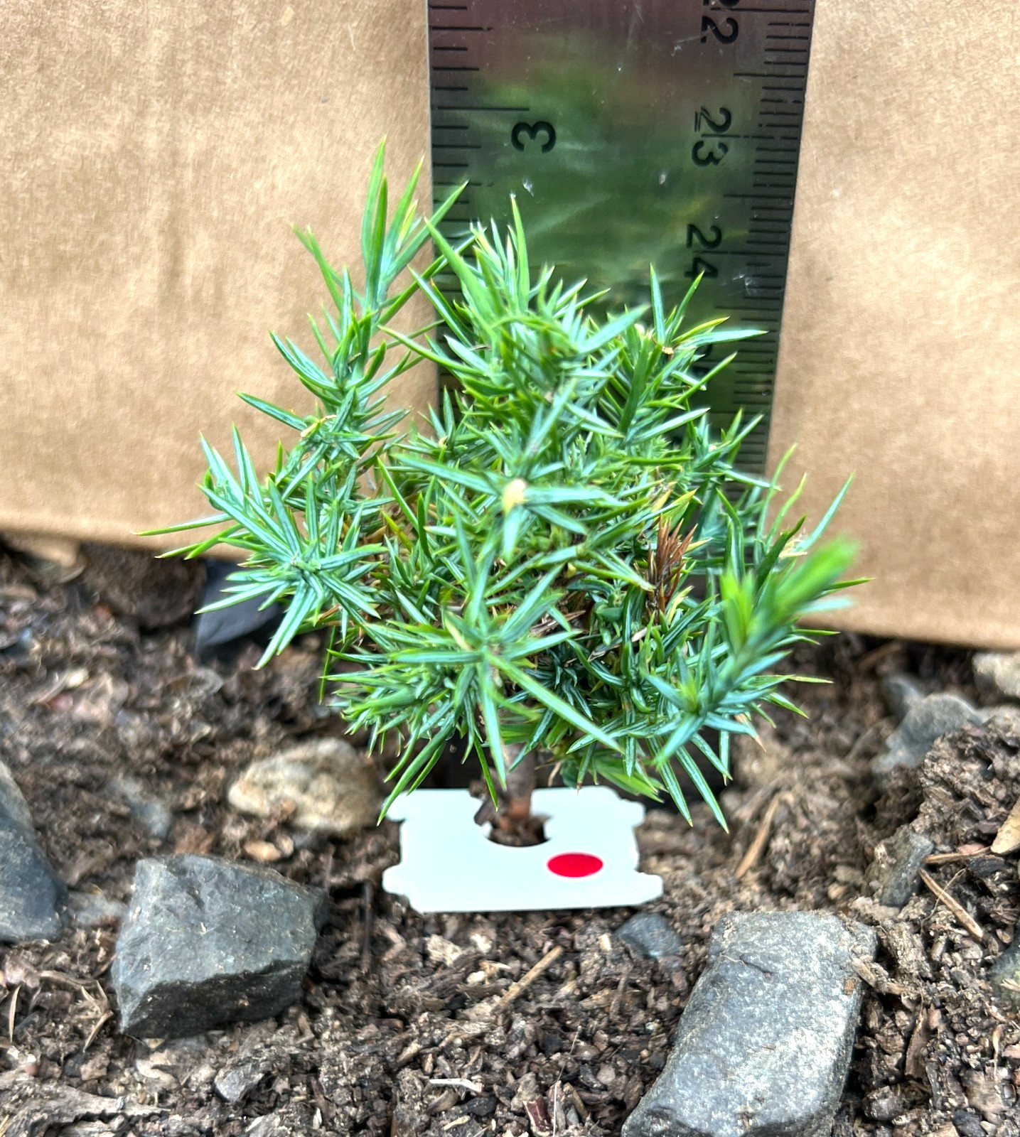 Lot 2 Live Red Cedar Pine Indoor Bonsai Starters Plant Seedlings With Roots