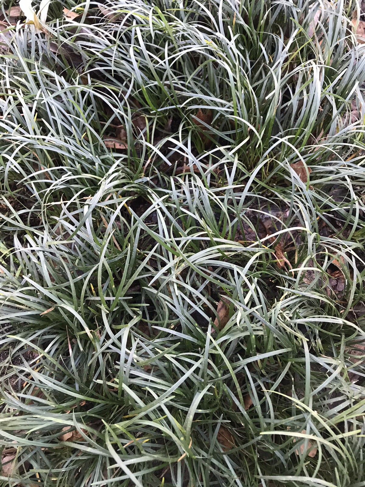 Mondo Grass 40 Plugs Pips Evergreen Ground Cover or Border Bare Root 6-8 inches