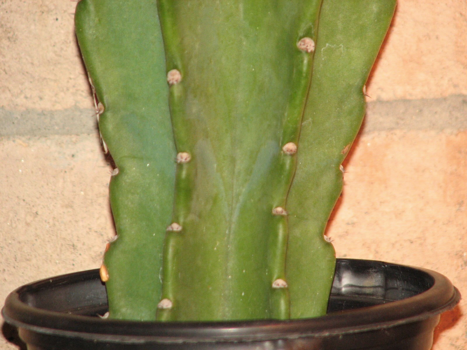 16 1/2 in tall, 5 1/2 in wide Cereus columnar cactus plant