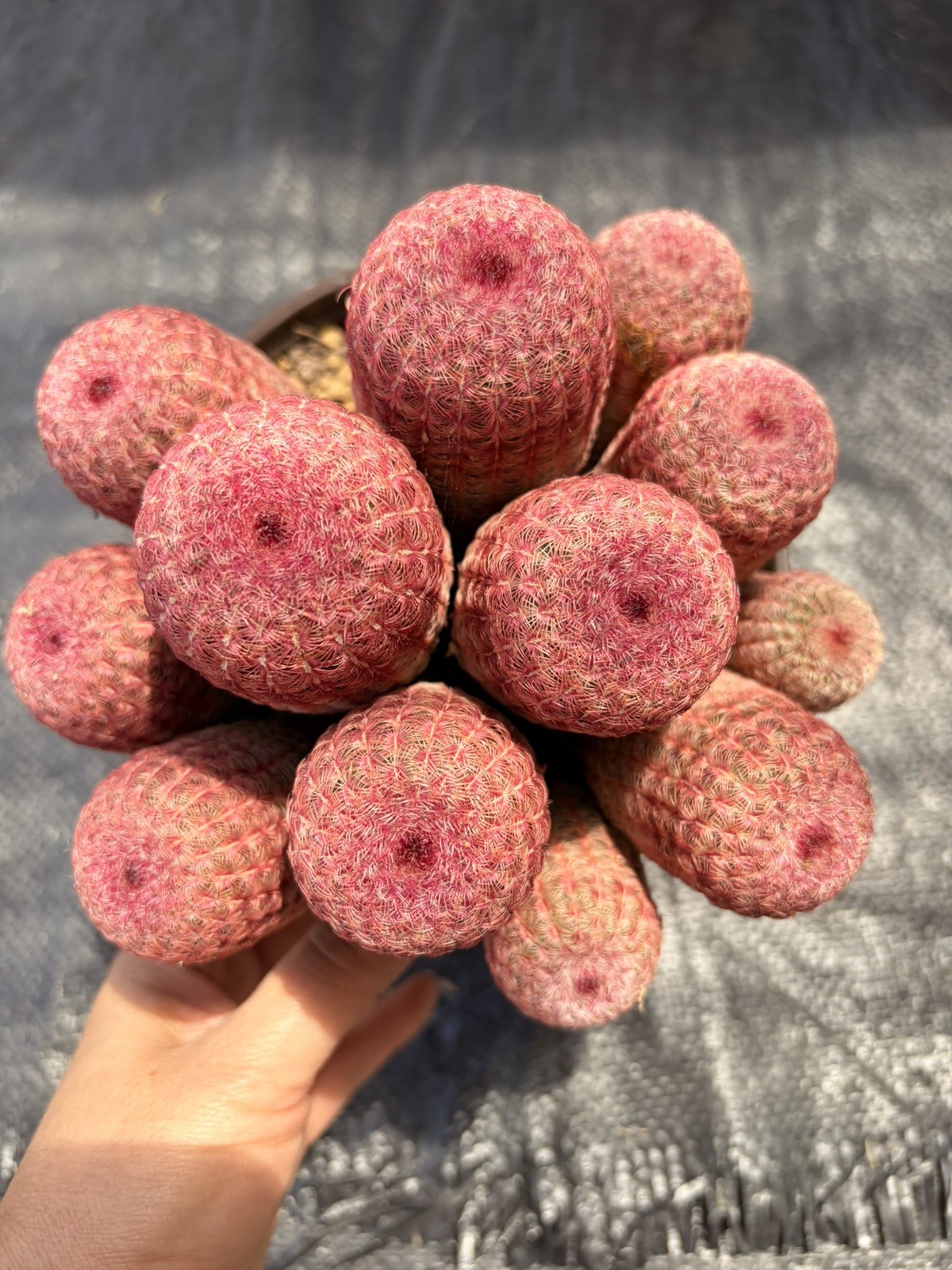 Rare Rainbow Cactus Cluster