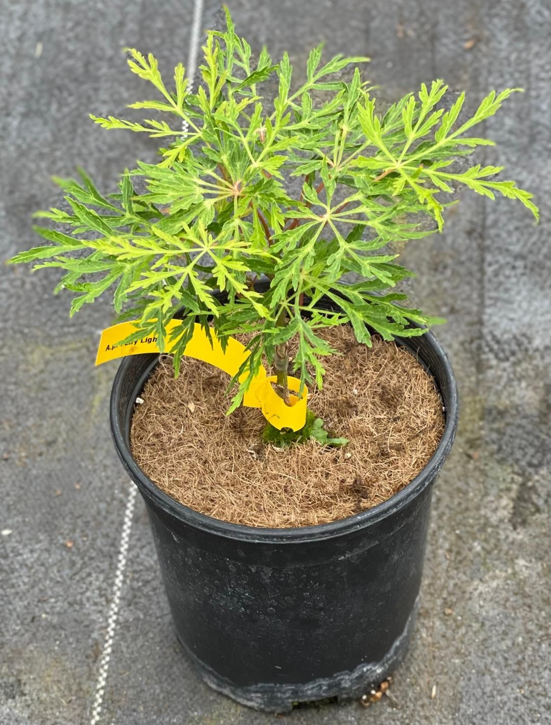 Acer japonicum ‘Fairy Lights’ (Fairy Lights Japanese Maple) one-gallon