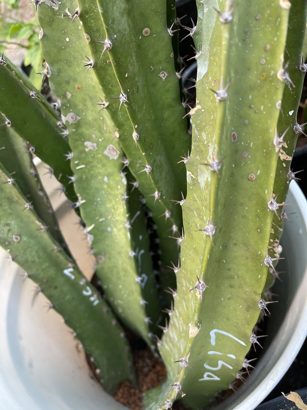Mature “JADE RED” Dragon Fruit Cuttings 15-18 inch