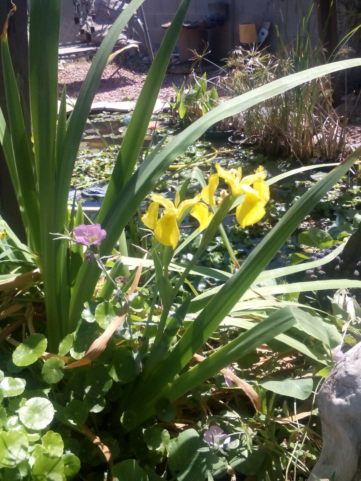 SALE Today ! 6 Varieties Of Pond Plants Marginal floating