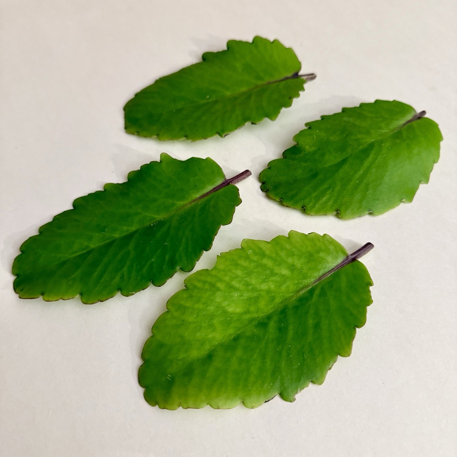 Leaf of Life – Fresh Kalanchoe Pinnata Leaves for Propagation (4 Leaves)