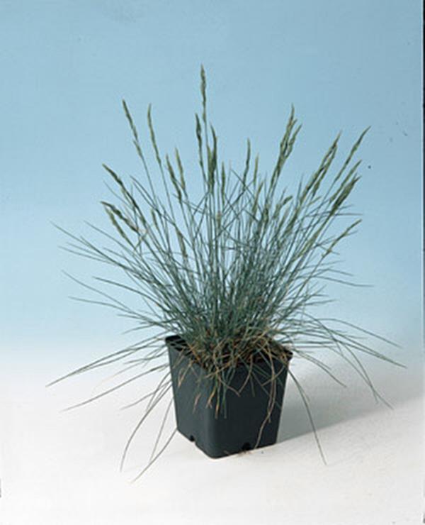 Ornamental Grass Seed – Festuca Fescue Glauca Blue Fescue Seeds