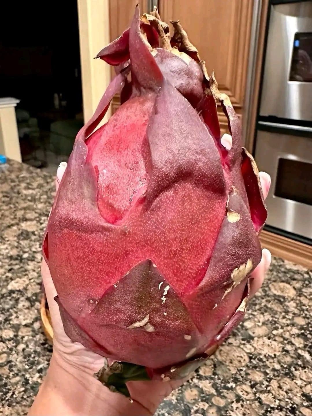3 Asunta5 DRAGON FRUIT CUTTING 8-12 Inches Check Description