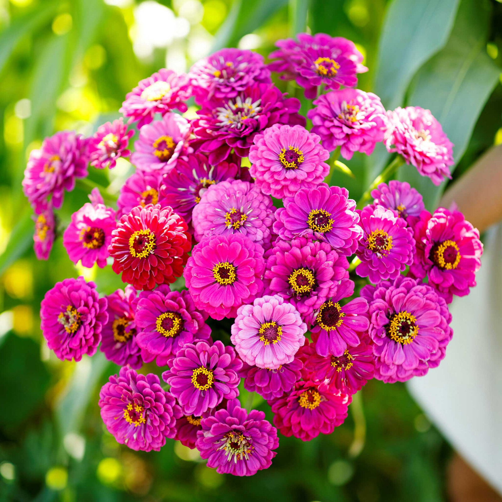 250+ ZINNIA PURPLE PRINCE SEEDS NON – GMO FRESH FOR YOUR FLOWER GARDENS