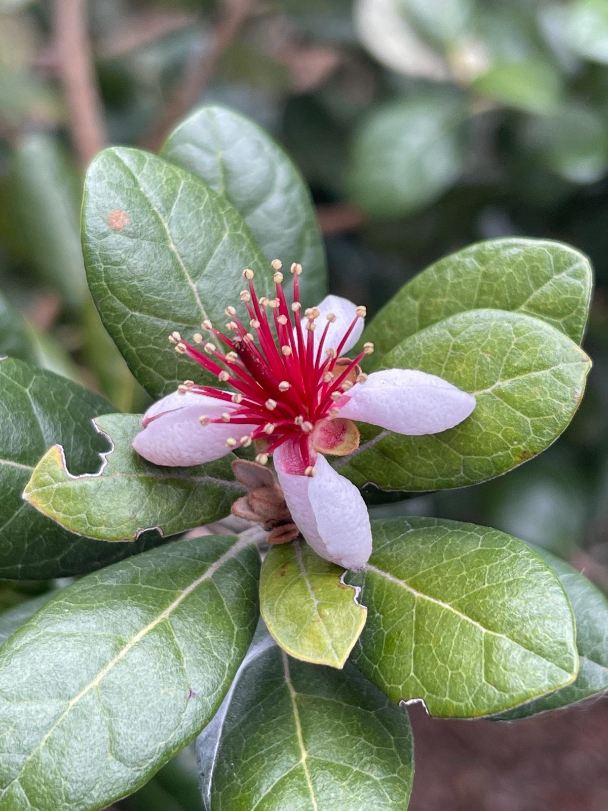 Pineapple Guava Live Plant Acca Sellowiana Edible Evergreen Fruit Shrub