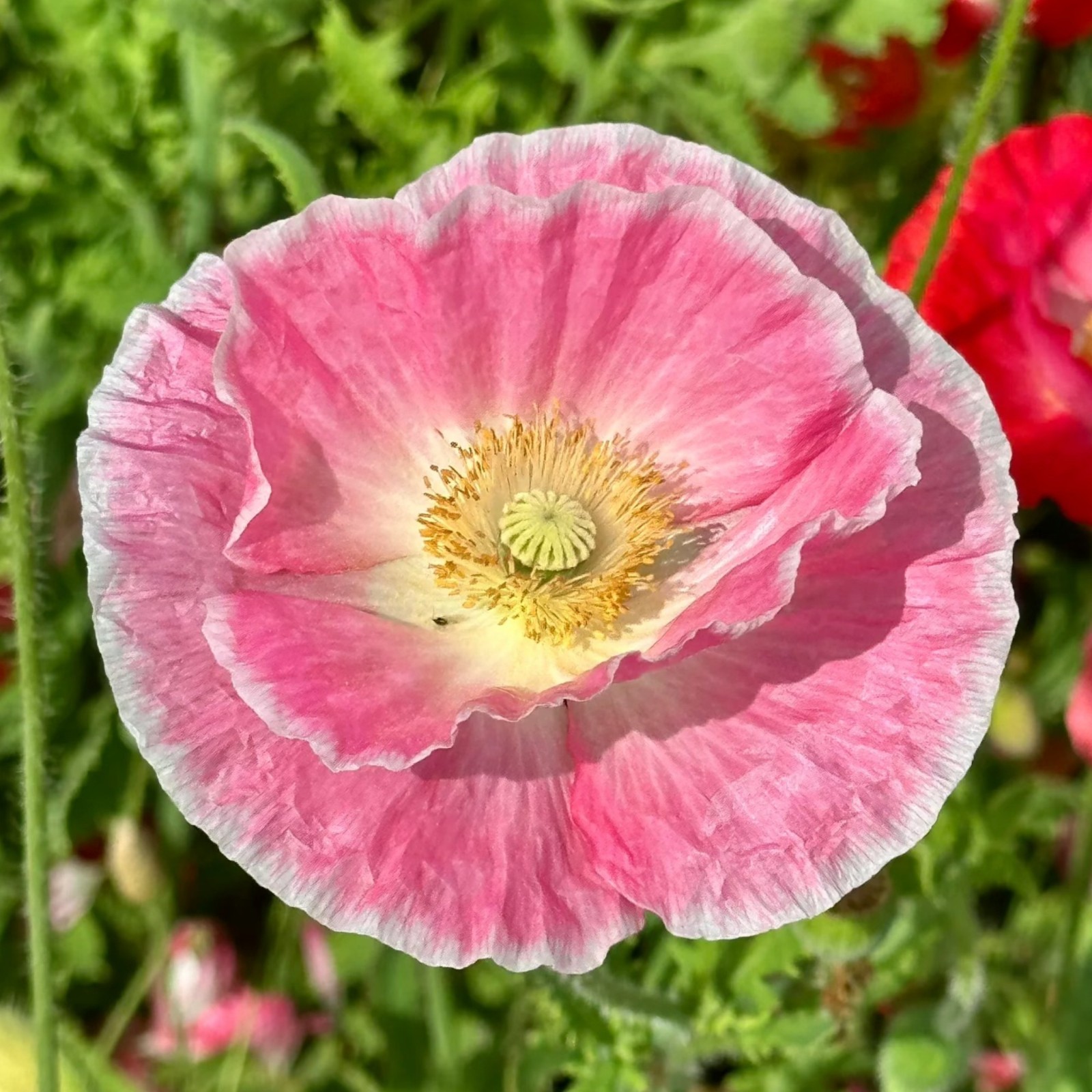 1000 Pink & White Bicolor Poppy Seeds – Rare Heirloom Papaver for Garden