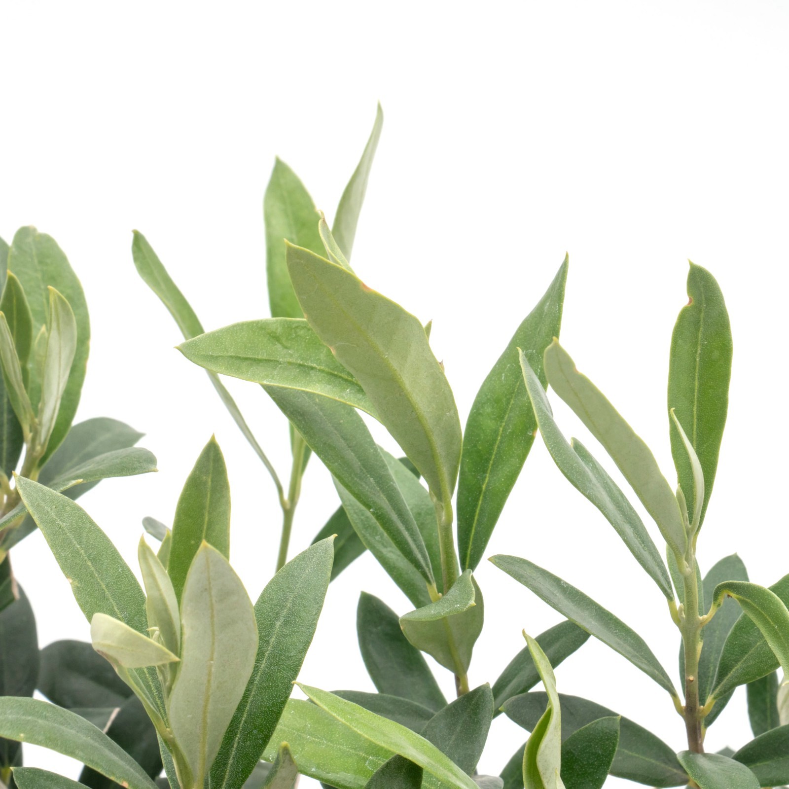 Dwarf Fruitless Olive Tree, 2.5-inch Nursery Cubes, Olea europaea ‘Montra’