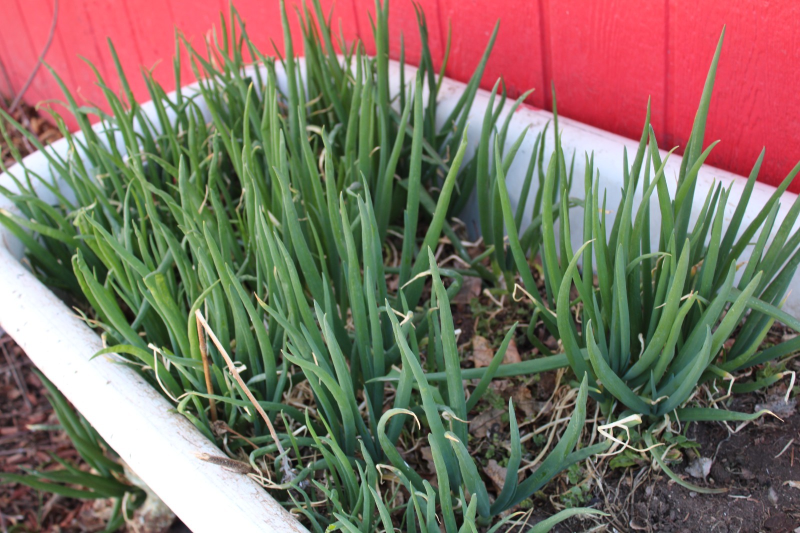 Perennial Egyptian Walking Onions Fresh Picked Sets Hardy 10 bulbs