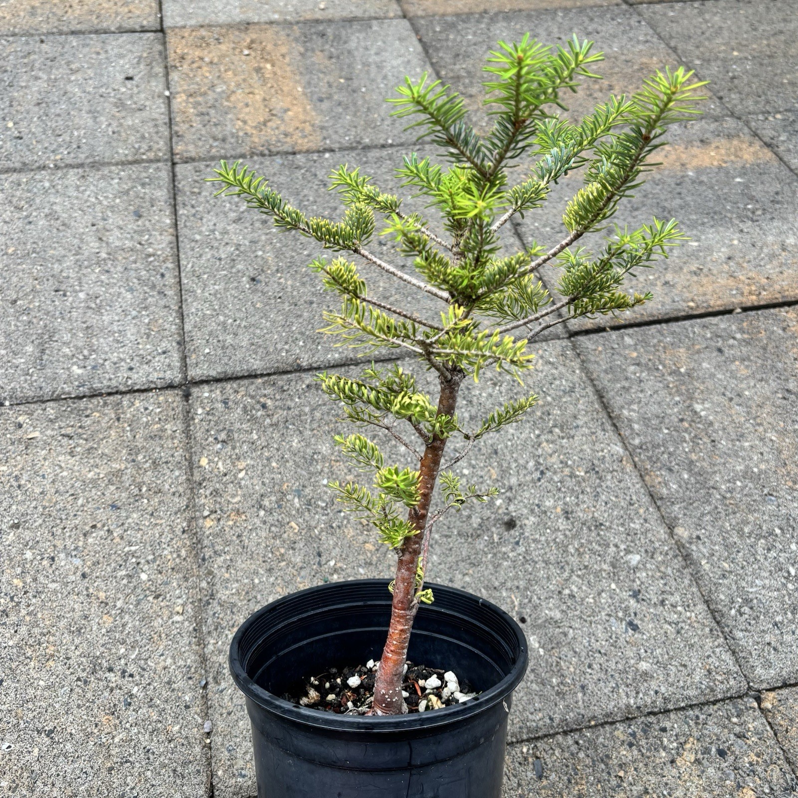 Korean Fir “silberlocke” bonsai, Beautiful Reddish Bark, Very Healthy!