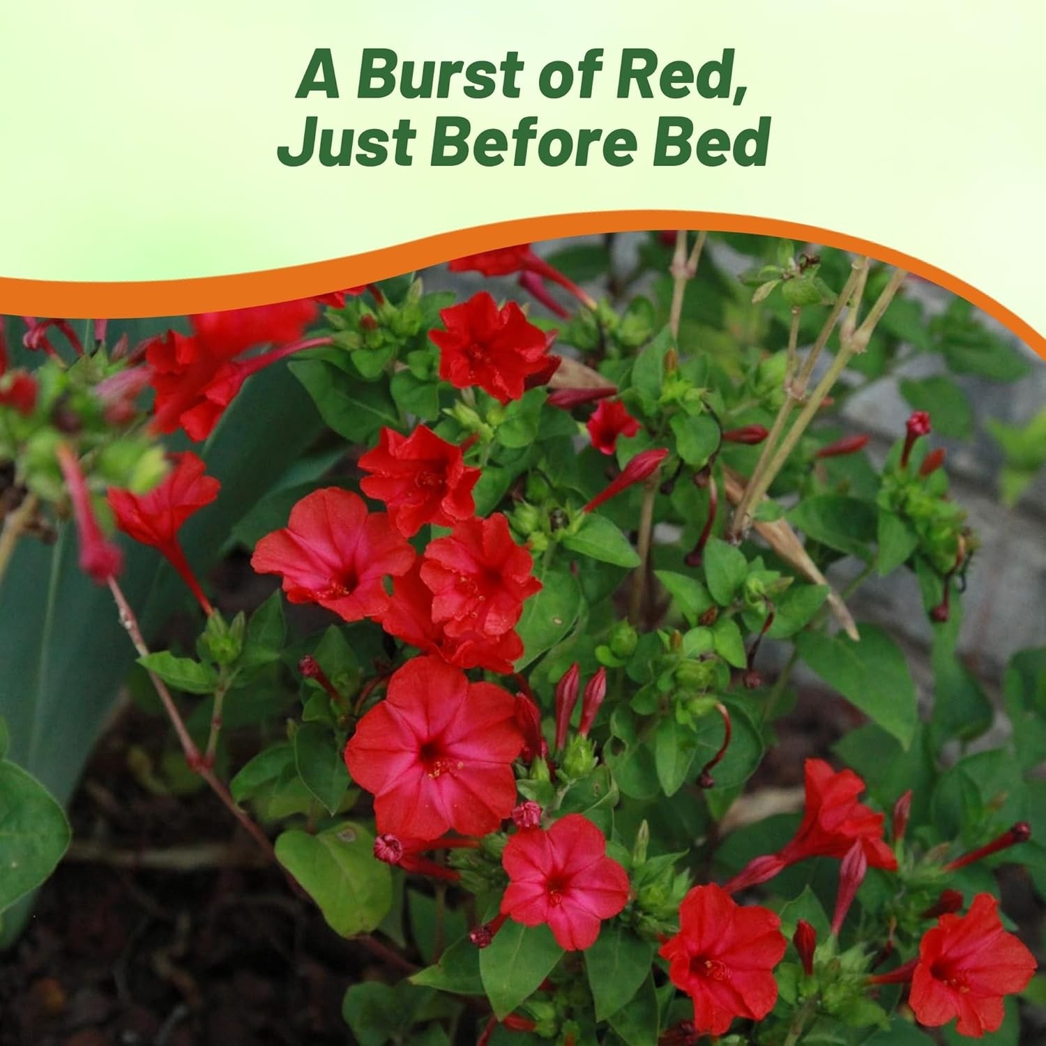 1 LB Four O’ Clock Seeds – Mirabilis Jalapa Red Flower Seed
