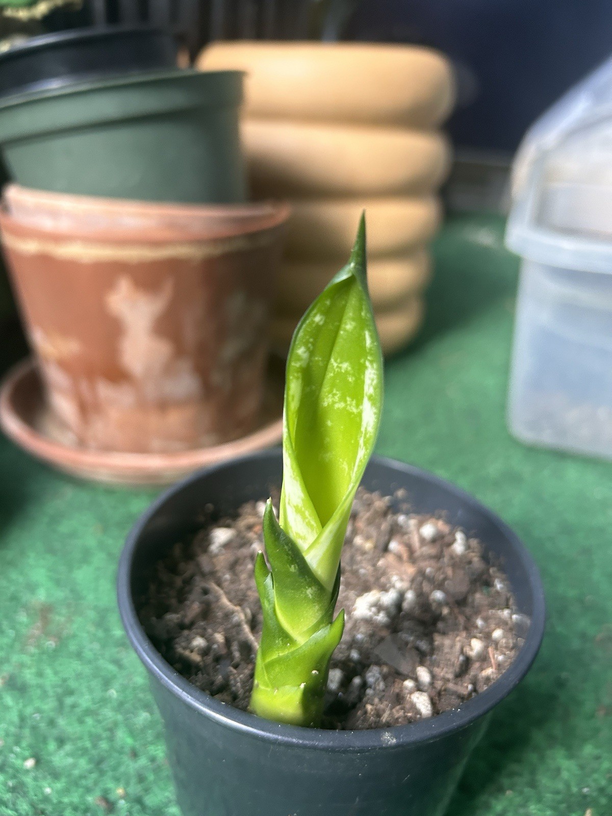 EXACT Sansevieria ‘Whitney’ Rhizome 6” healthy live snake plant