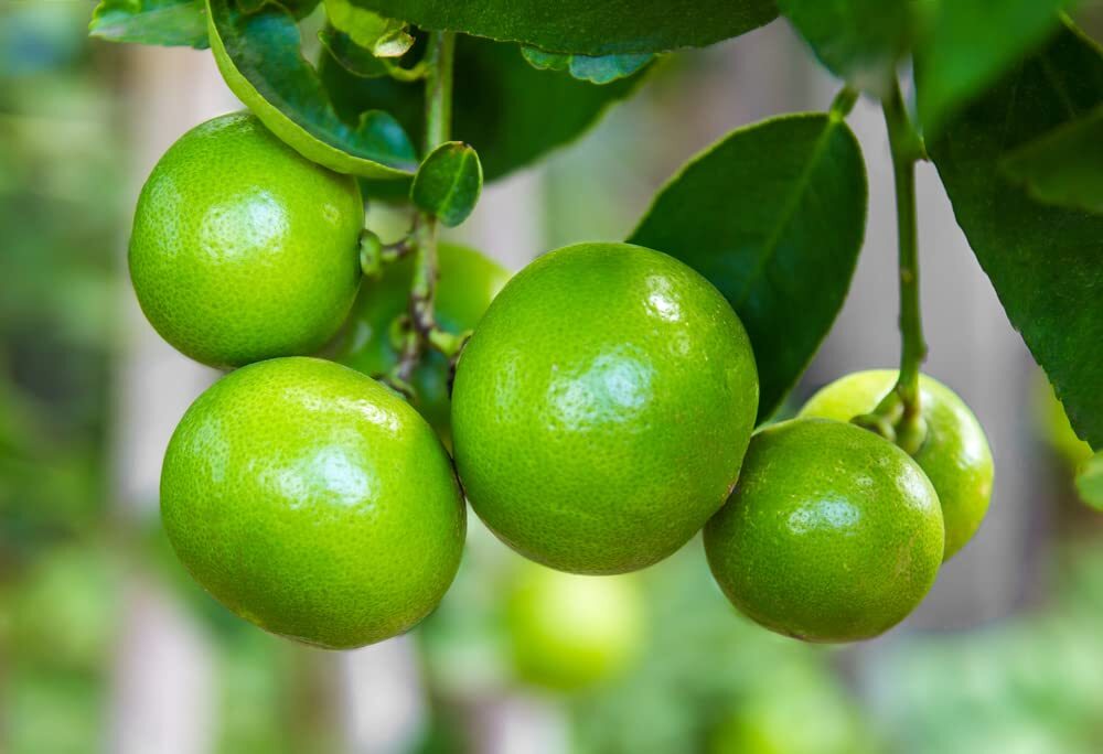 Lia’s Lime Tree Seeds – Fast Growing Key Lime Tree Seeds – 20+ Fresh Seeds