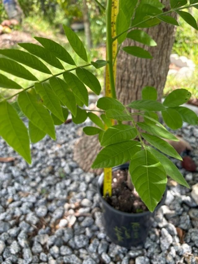 4 MO’s RED HOG PLUM LIVE CLONED ROOTED (SPONDIAS PURPUREA) RED MOMBIN/CIRUELA