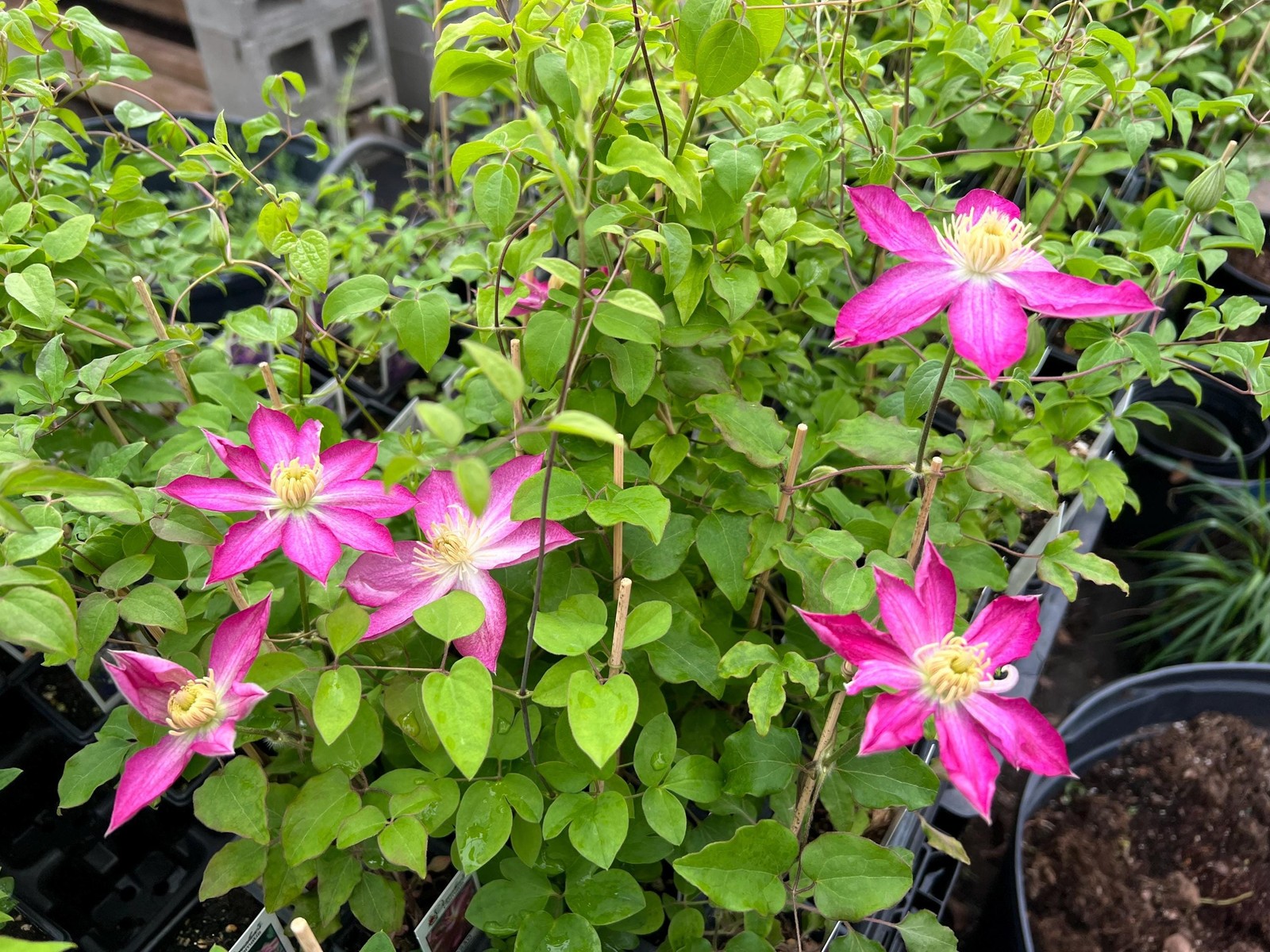 1 “Asao” Clematis Starter Plant (Not Seeds) – US Seller