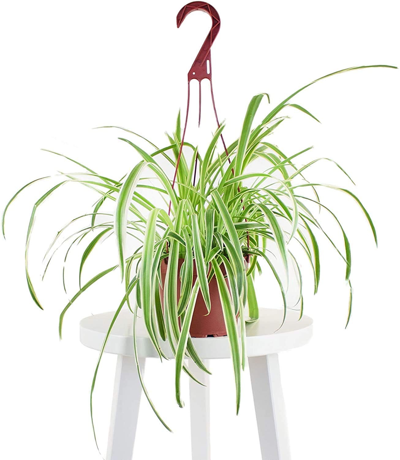 | Hanging Collection Bonnie Spider Chlorophytum Comosum, Variegated Curly Lea…