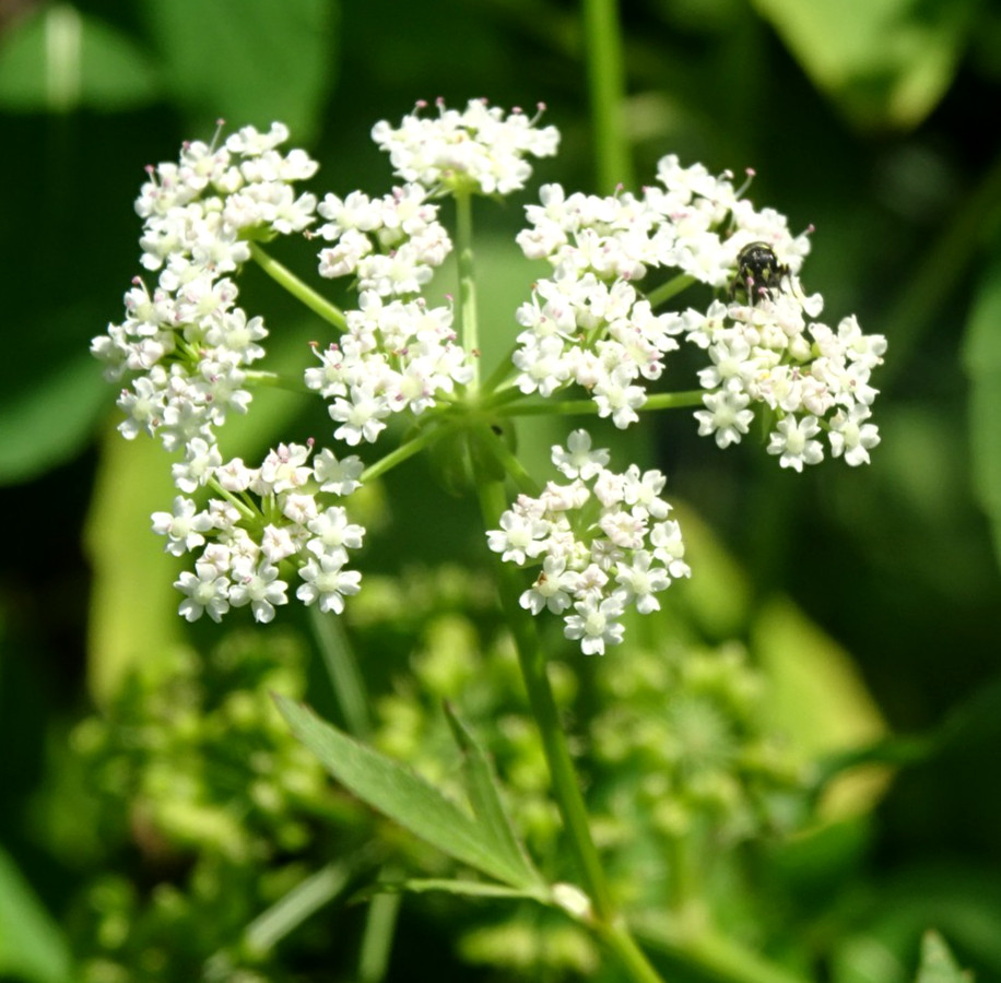 Sium suave Water parsnip Native perennial wildflower 25+ seeds from 2025